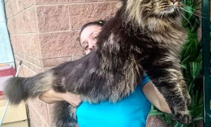 Gatto più lungo del mondo è di Vigevano FOTO