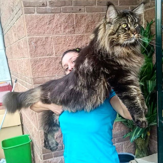 Gatto più lungo del mondo è di Vigevano FOTO