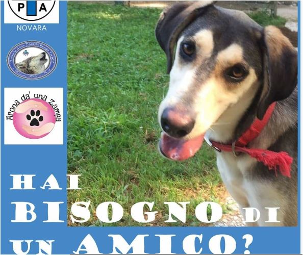 Campagna adozioni: hai bisogno di un amico?