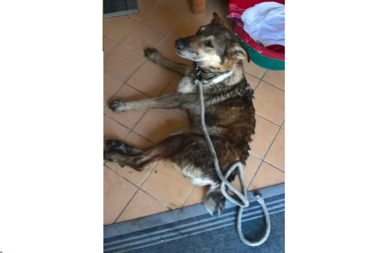 Cagnolina massacrata di botte e abbandonata nel bosco