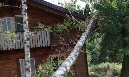 Forte temporale, tanti gli alberi caduti e pericolanti