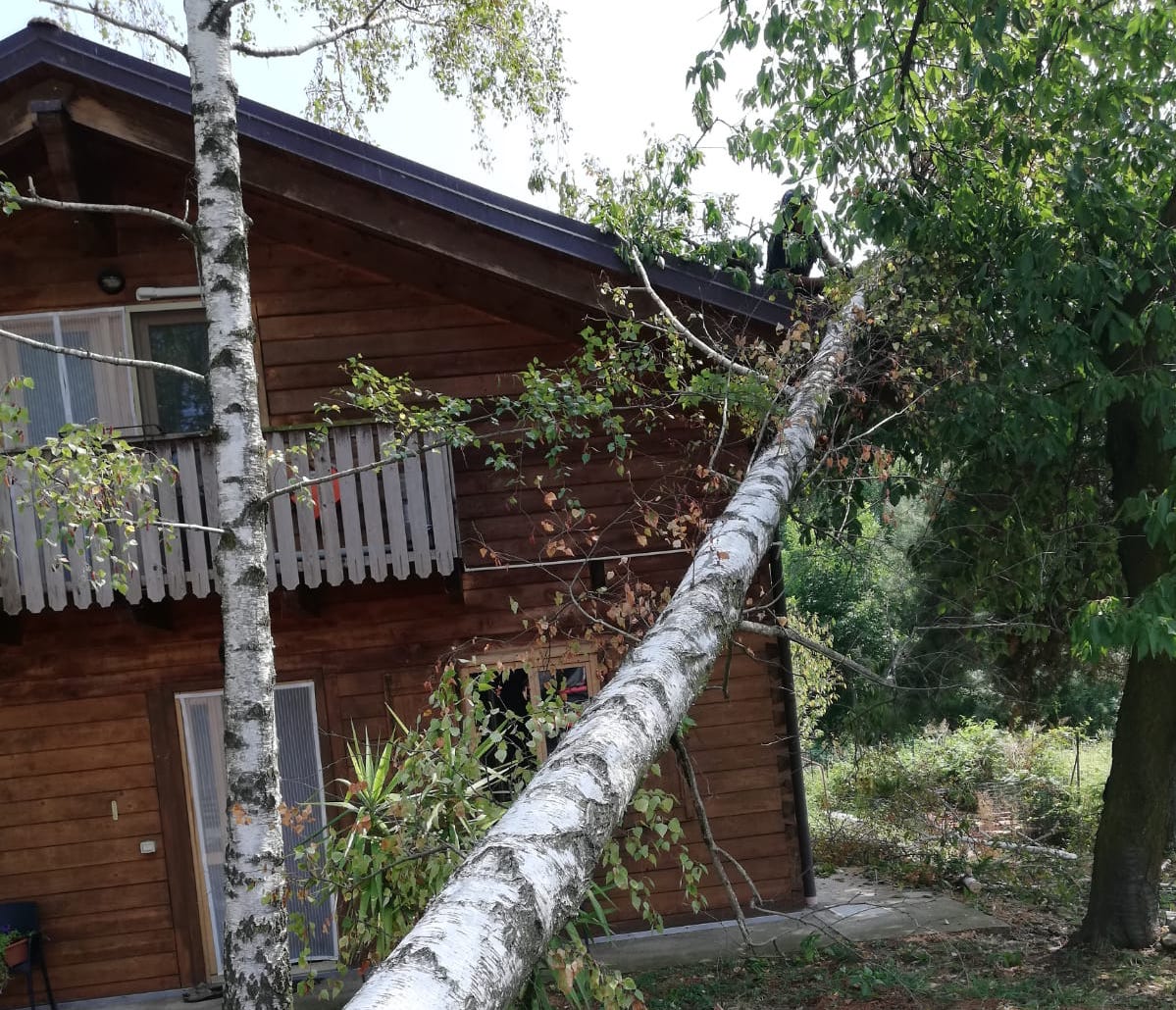 Alberi crollano a causa del forte temporale