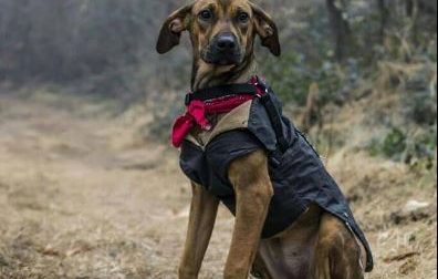 Ritroviamo Ambra: si è smarrita nei pressi del canile di Borgo Ticino