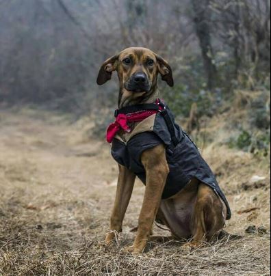 Ritroviamo Ambra: si è smarrita nei pressi del canile di Borgo Ticino