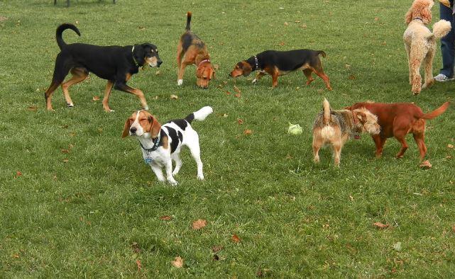 Proprietari di cani: incontri di formazione