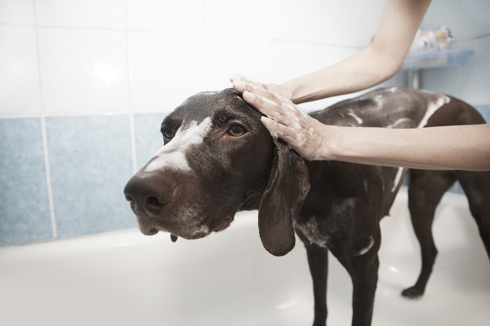 Appello: “Riaprite le toilettature per i nostri cani”