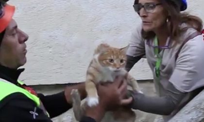 I Gatti del Borgo per i felini di Genova dopo il crollo del Morandi