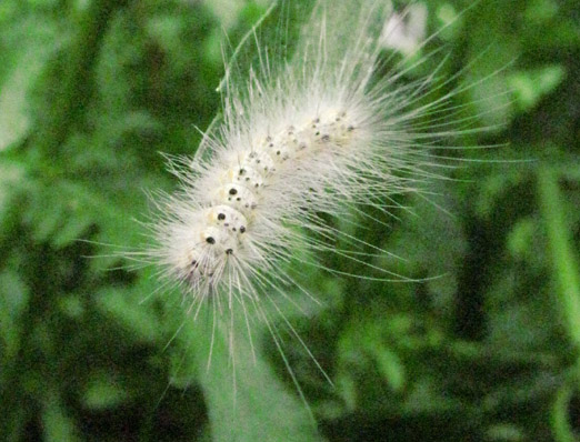 Trattamento antiparassitario a Trecate mercoledì 22 agosto