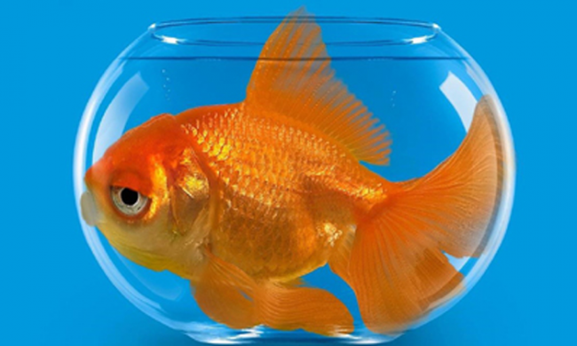 Pesci rossi abbandonati una proposta da Aidaa