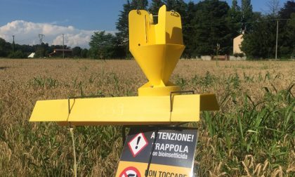 Popillia Japonica, continuano i furti di trappole