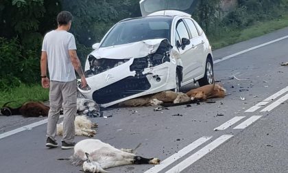 Investe un gregge con l'auto: ferita una donna