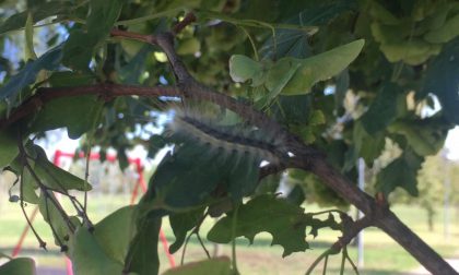 Hyphantria cunea, insetto innocuo per uomini e animali