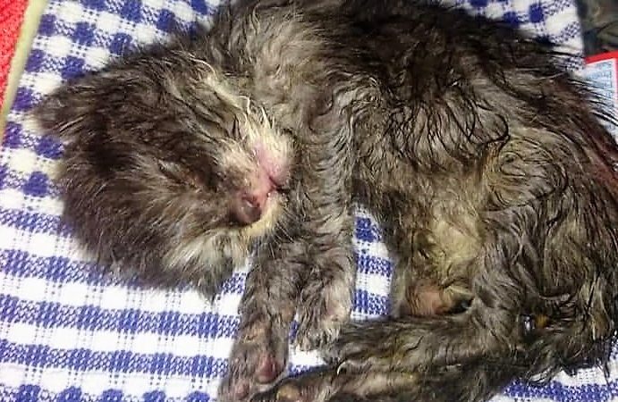 Micini buttati nel cassonetto ancora vivi