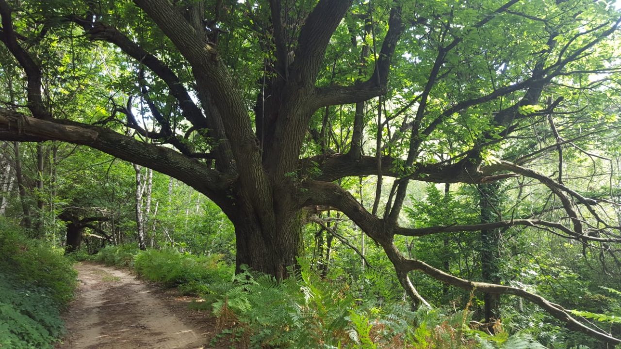 Luca Bona “Salviamo l’albero più anziano del nostro territorio”