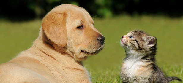 Garante per i diritti degli animali: “In Piemonte censiti 1,15 milioni di cani e 1,2 milioni di gatti”