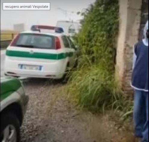 Blitz in cascina: recuperati animali denutriti