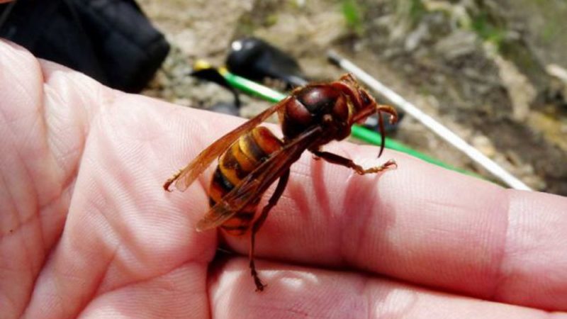 Donna aggredita da un calabrone: è viva grazie ai vigili urbani
