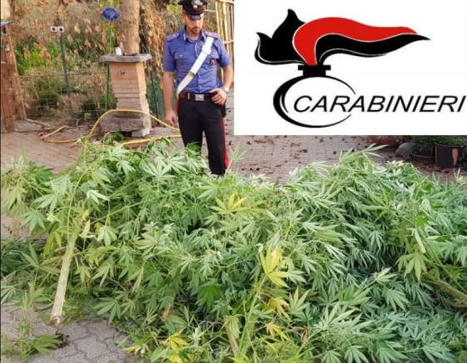 Piantagione di cannabis scoperta in giardino a Vespolate