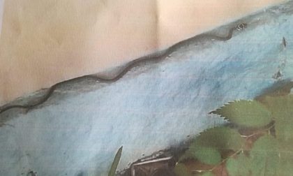 Verde incolto: un'ordinanza mette in guardia gli aronesi.