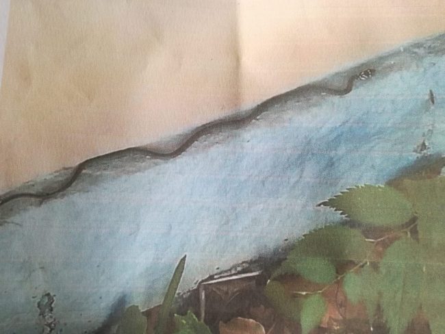 Verde incolto: un’ordinanza mette in guardia gli aronesi.