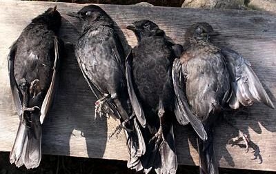 Il WWF: "Urgente introdurre il delitto di uccisione di specie protetta"