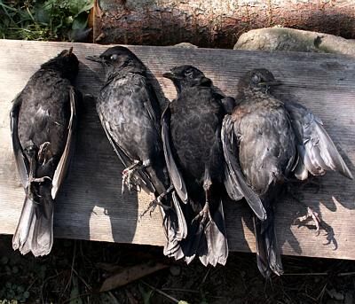 Il WWF: “Urgente introdurre il delitto di uccisione di specie protetta”