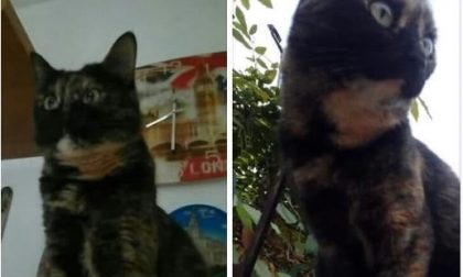 Gatta scomparsa a Paruzzaro: appello per ritrovarla