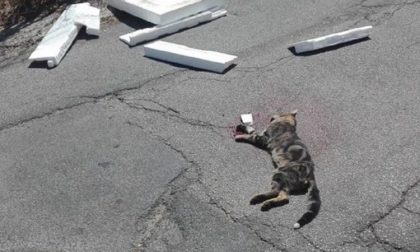 Gatto cade su passante dall'ottavo piano: denunciata la padrona