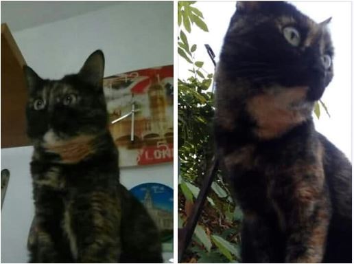 Gatta scomparsa a Paruzzaro: appello per ritrovarla