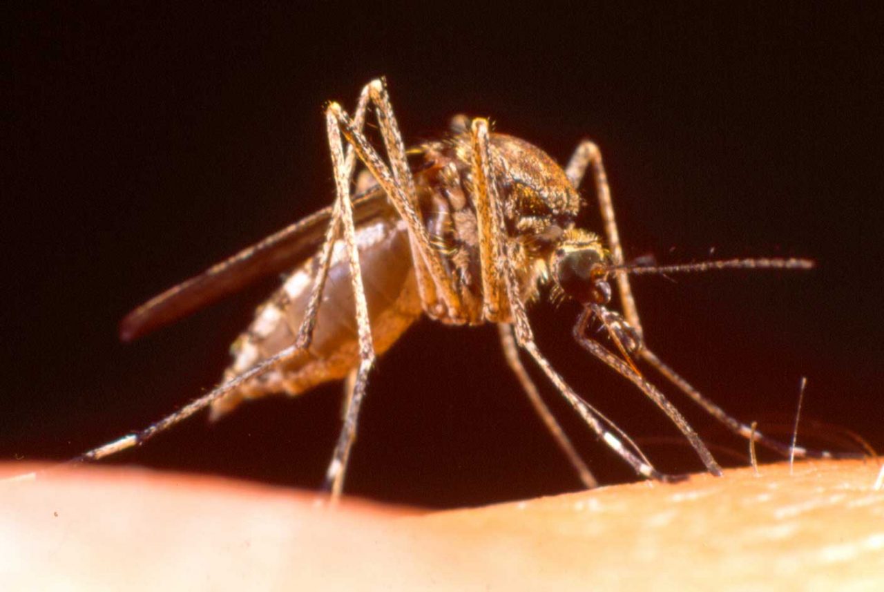 Virus e zanzare: la situazione in Piemonte