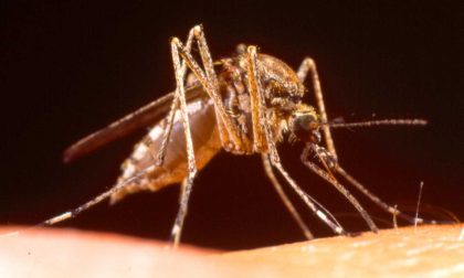 Virus e zanzare: la situazione in Piemonte