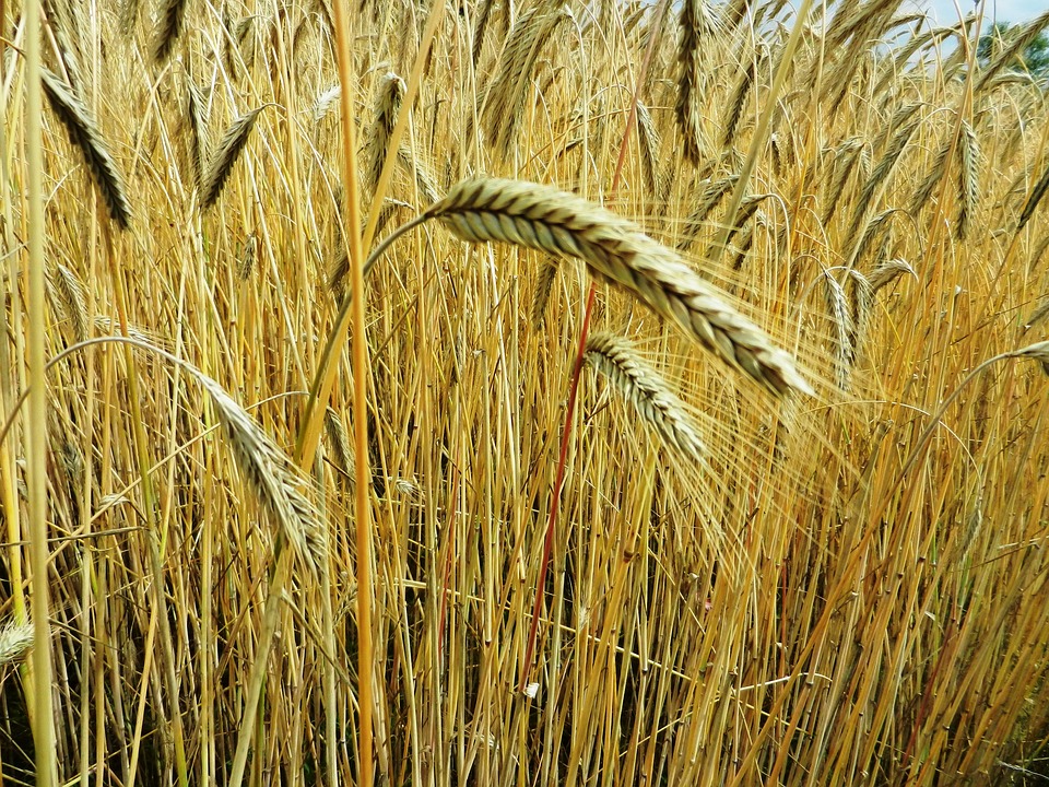Coldiretti su grano: al via la trebbiatura con -10% raccolti per clima pazzo
