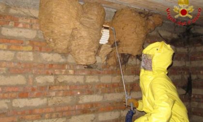 Allarme calabroni: decine di interventi dei vigili del fuoco