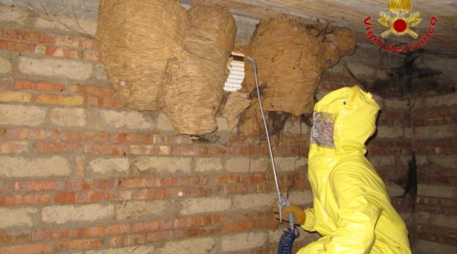 Allarme calabroni: decine di interventi dei vigili del fuoco