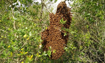 Assalito da uno sciame d'api: morto 26enne a Novara