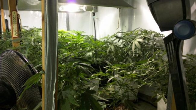 Legalizzare la marijuana – Il disegno di legge del senatore ligure