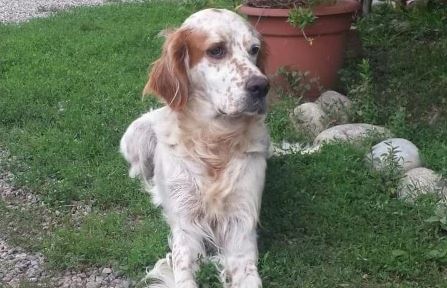 Ansia per la Setter Holly scomparsa da 10 giorni a Mosezzo