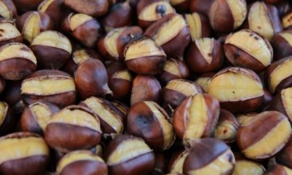 Migranti fanno razzia di castagne: proprietari di boschi scrivono al Prefetto