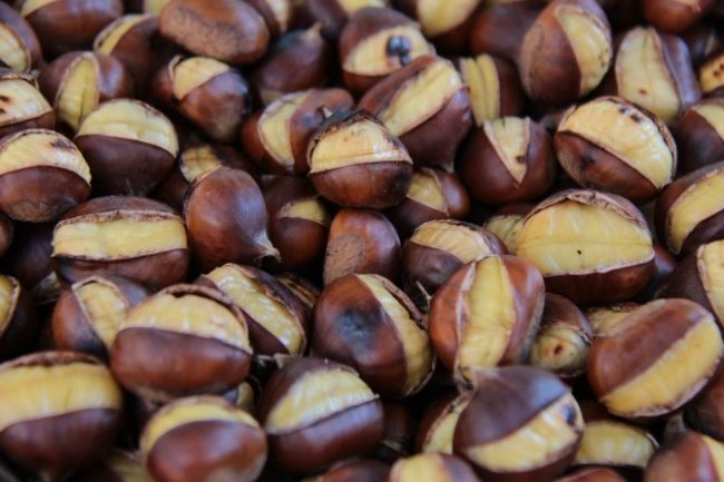 Migranti fanno razzia di castagne: proprietari di boschi scrivono al Prefetto