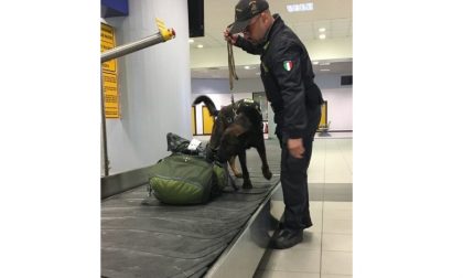 Denaro contante in aeroporto fiutati dal cash-dog oltre un milione e mezzo di euro