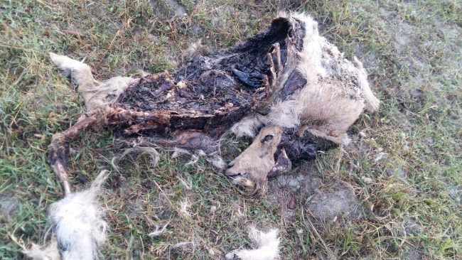 Altre capre sbranate: è psicosi da lupo nel Torinese