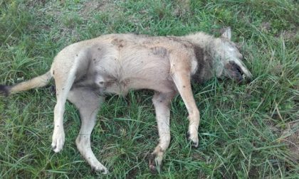 Lupo Morto ritrovato sul ciglio della strada, si farà l’autopsia IMMAGINI FORTI