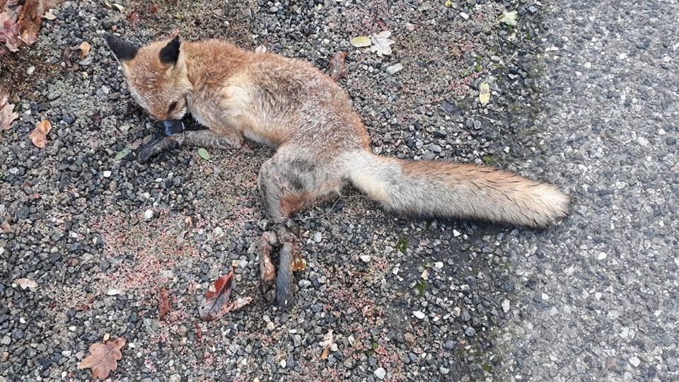 Crudeltà disumana: cucciolo di volpe con zampe legate da fil di ferro e bocca chiusa con nastro adesivo