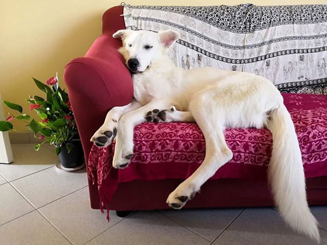 Cane smarrito a Olengo: l’appello dei proprietari