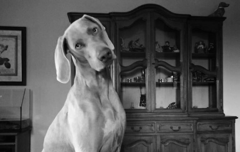 Camilla è la “Simpatica zampetta” più votata