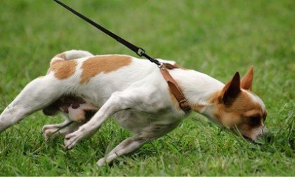 Corso per proprietari di cani a Novara