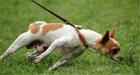 Corso per proprietari di cani a Novara