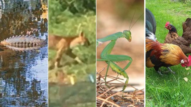 Il coccodrillo varesino, il puma comasco.. strani avvistamenti