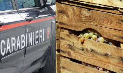 Truffa delle cassette di frutta a Novara: arrestato venditore ambulante