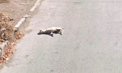 Cane travolto da decine di auto: scena straziante